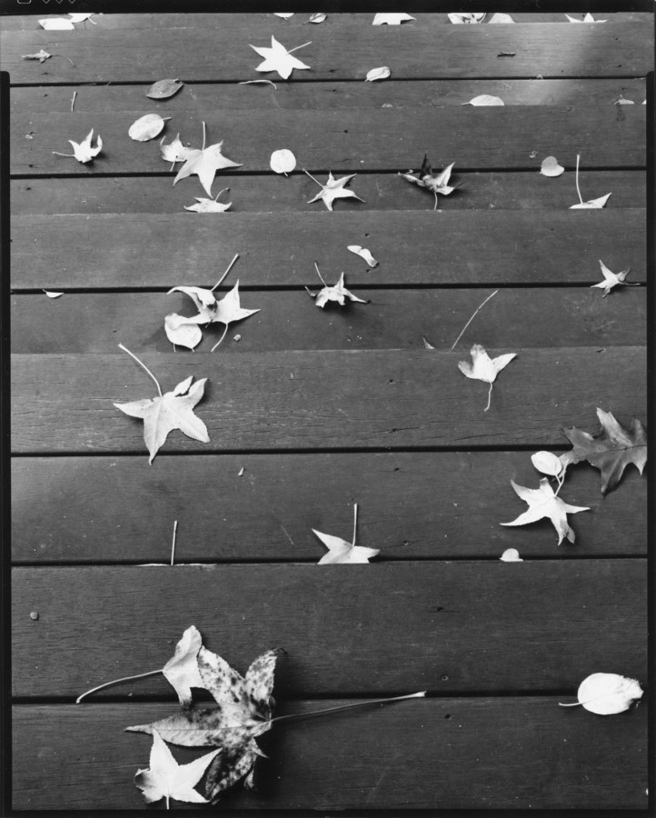 Black and white photograph of wooden porch steps with fallen leaves