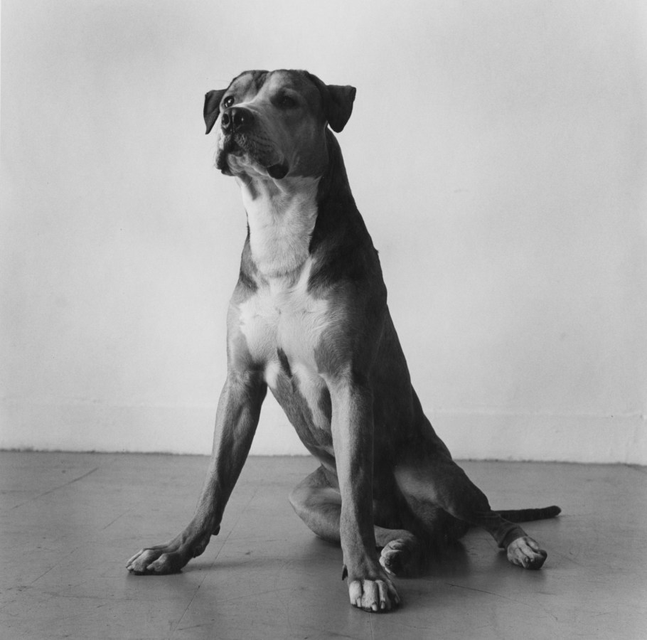 Black and white photograph of a seated dog