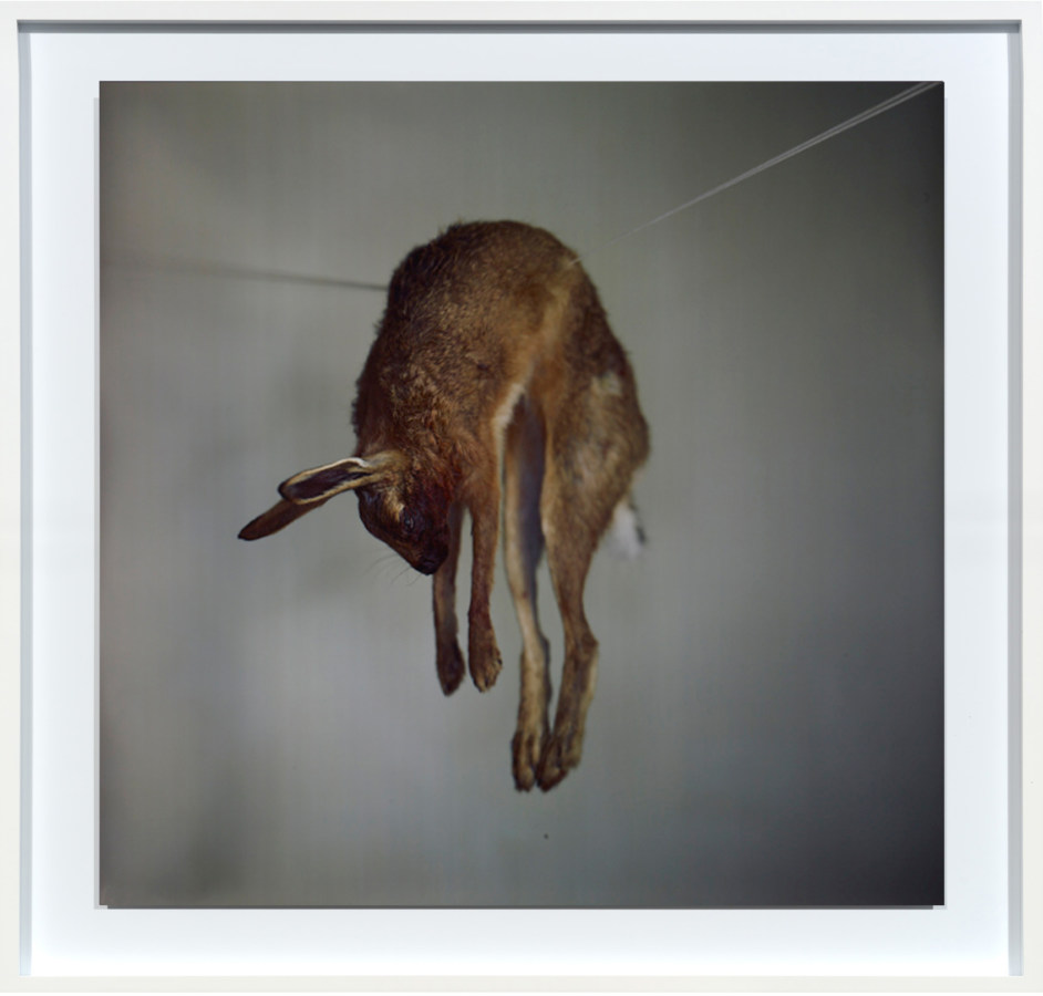 Color photograph of a dead rabbit hanging on a suspended string on a gray background