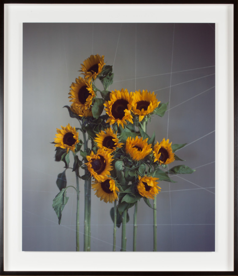 Color photograph of standing yellow flowers with green stems on a gray background with criss-crossing lines