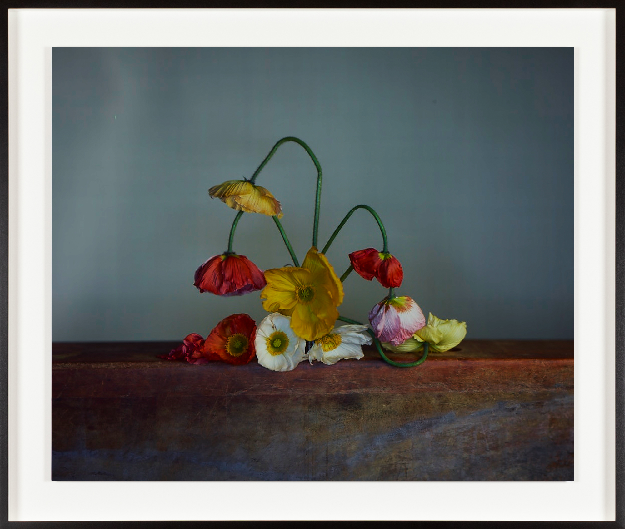 Framed, color photograph of a bouquet of colorful poppy flowers