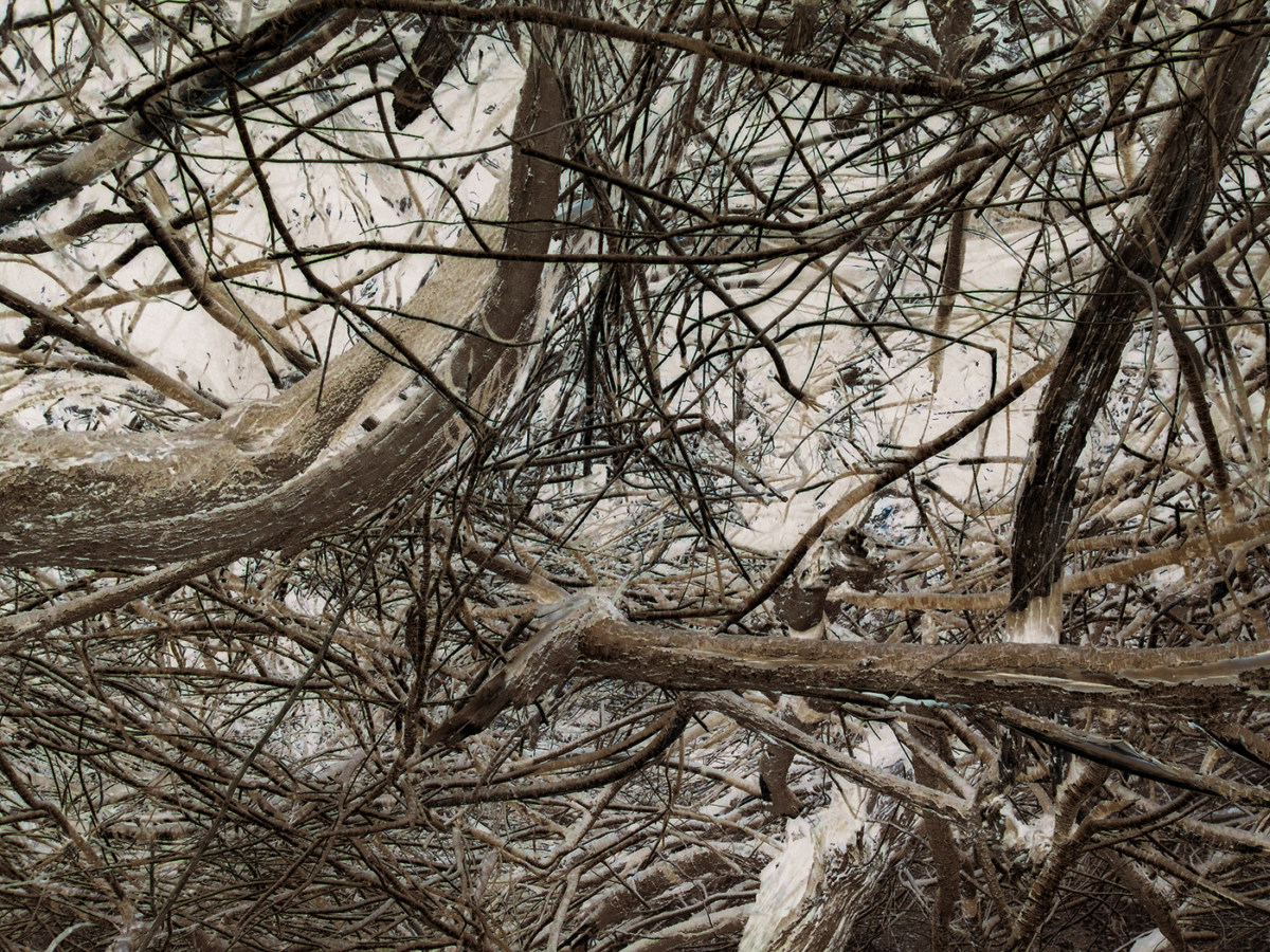 Inverted color photograph of tangled thick branches and twigs