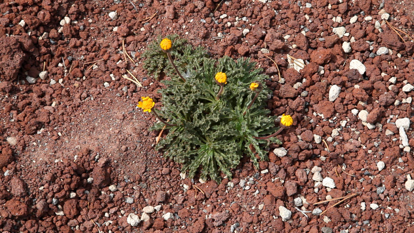 Color video still of dandelions on rocky desert ground