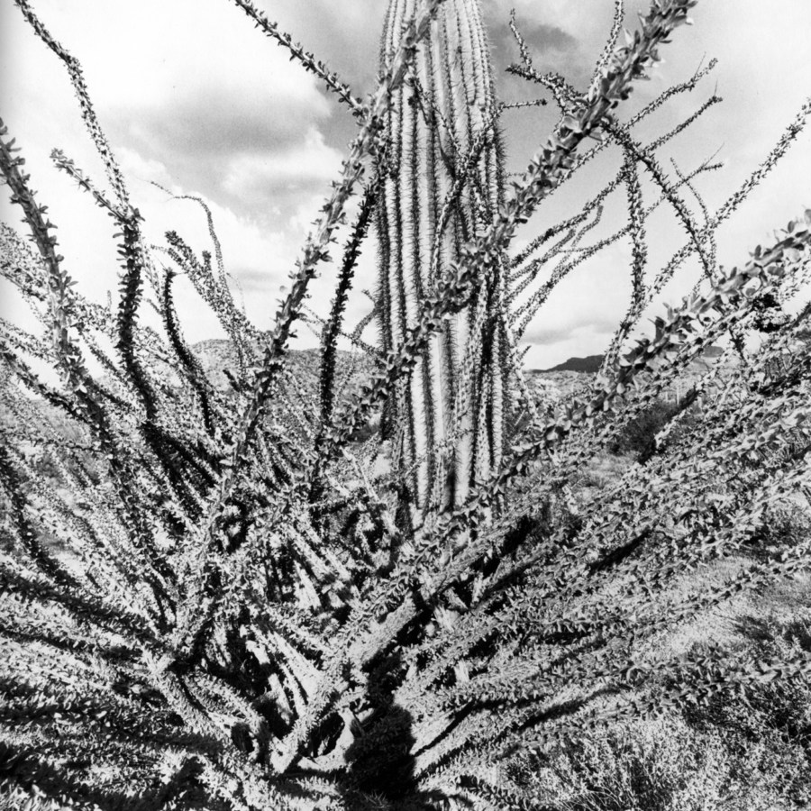 Black and white photograph of cactus emerging from desert shrub with partial shadow of the artist