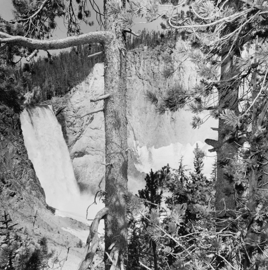 Black and white photograph of trees in front of waterfall