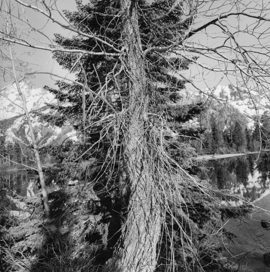 Black and white photograph of bare tree in front of a lusher, larger tree with lake and mountains behind