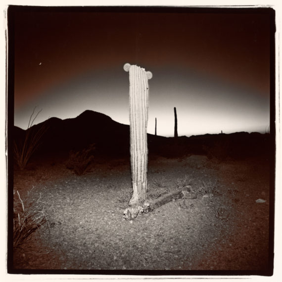 Untitled (Saguaro #3), 1975, split-toned selenium gelatin-silver print