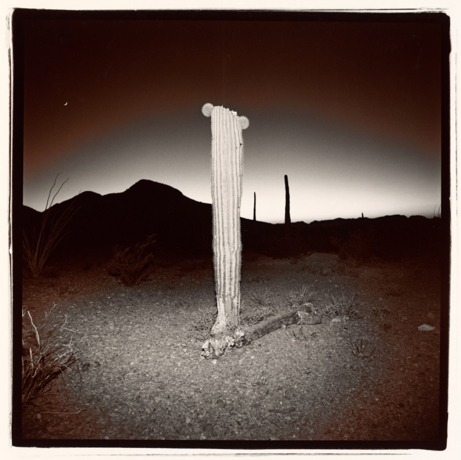 Black-and-white square photograph at night of a thick cactus stem topped with two small round offshoots in front of a silhouetted mountain and glowing horizon