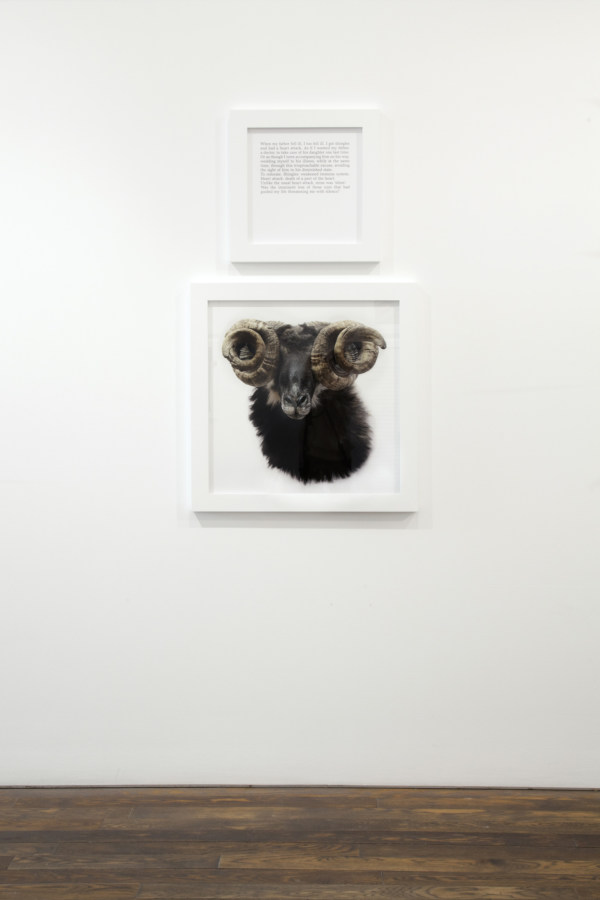 A square framed text panel hanging over a square framed photograph of a ram