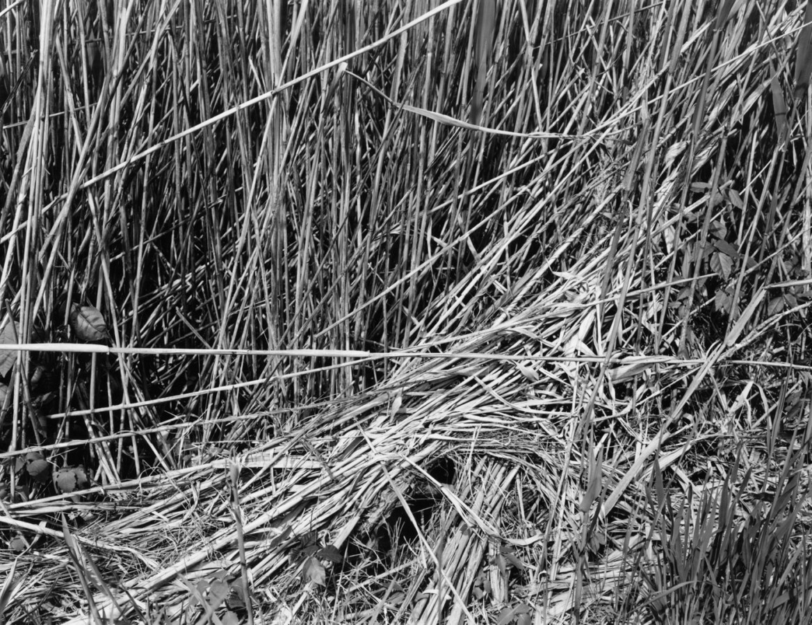 Black-and-white photograph of flattened stems of grass