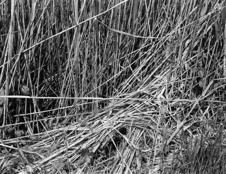 NICHOLAS NIXON, Marion, Massachusetts, 2012, gelatin-silver contact print