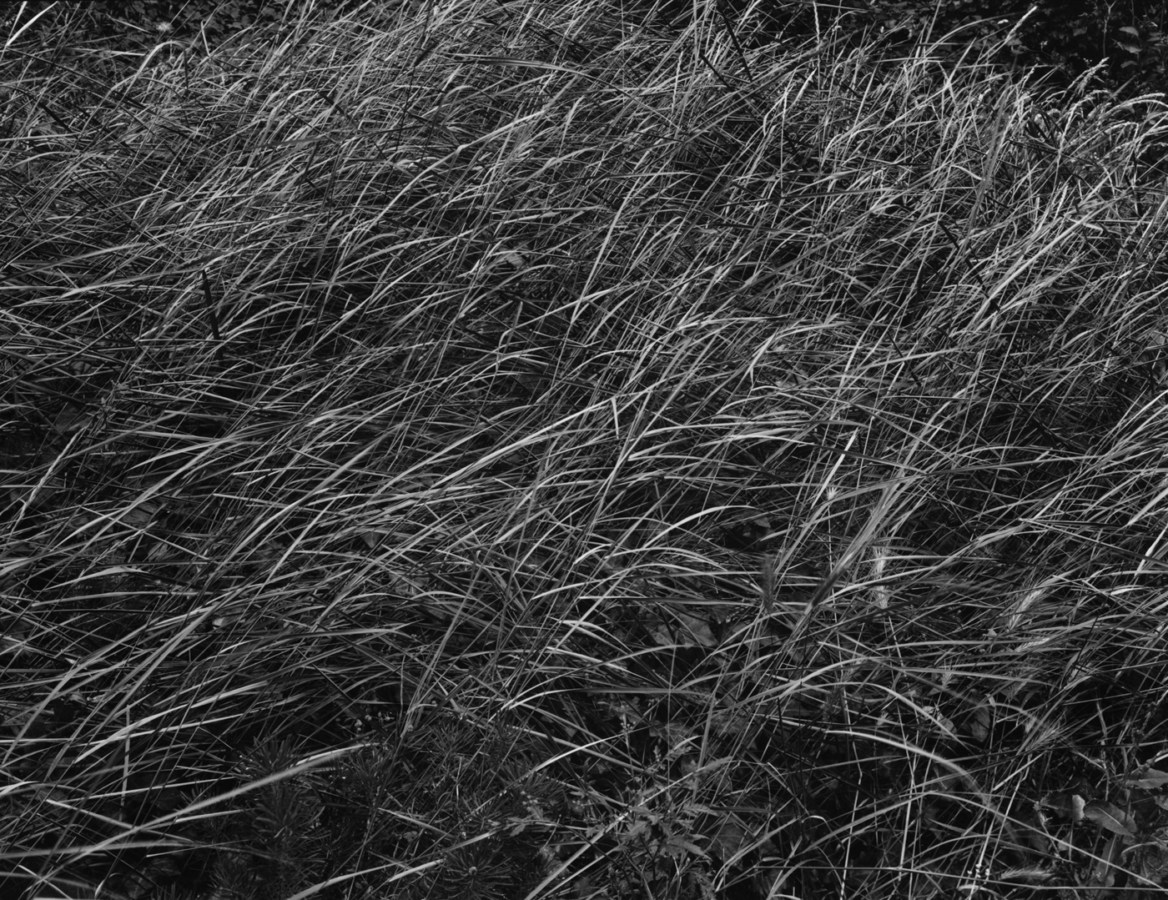 Black-and-white photograph of grass bending in a breeze