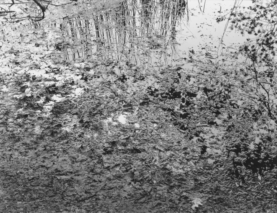Black-and-white photograph of mud and plant matter on a riverbank