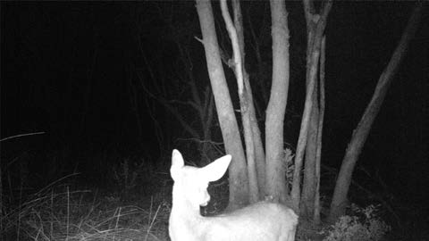 Black and white nighttime photograph of a deer