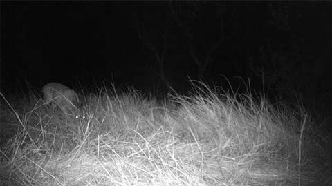 Black and white nighttime photograph of an animal in the grass