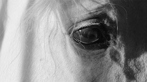 Black and white photograph of a horse's eye