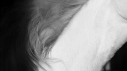 Black and white horizontal photograph of a white horse's neck