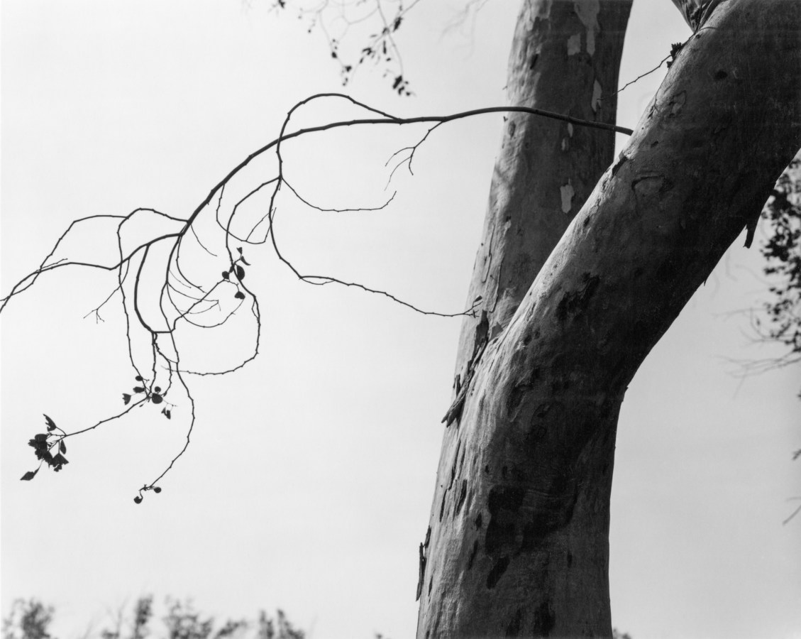 A black and white photograph of a tree trunk on the right, with a thin branch in silhouette on the left