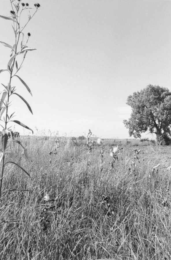 Vertical black-and-white photograph of a grassy field with a plant on the left side and a tree on the right side.
