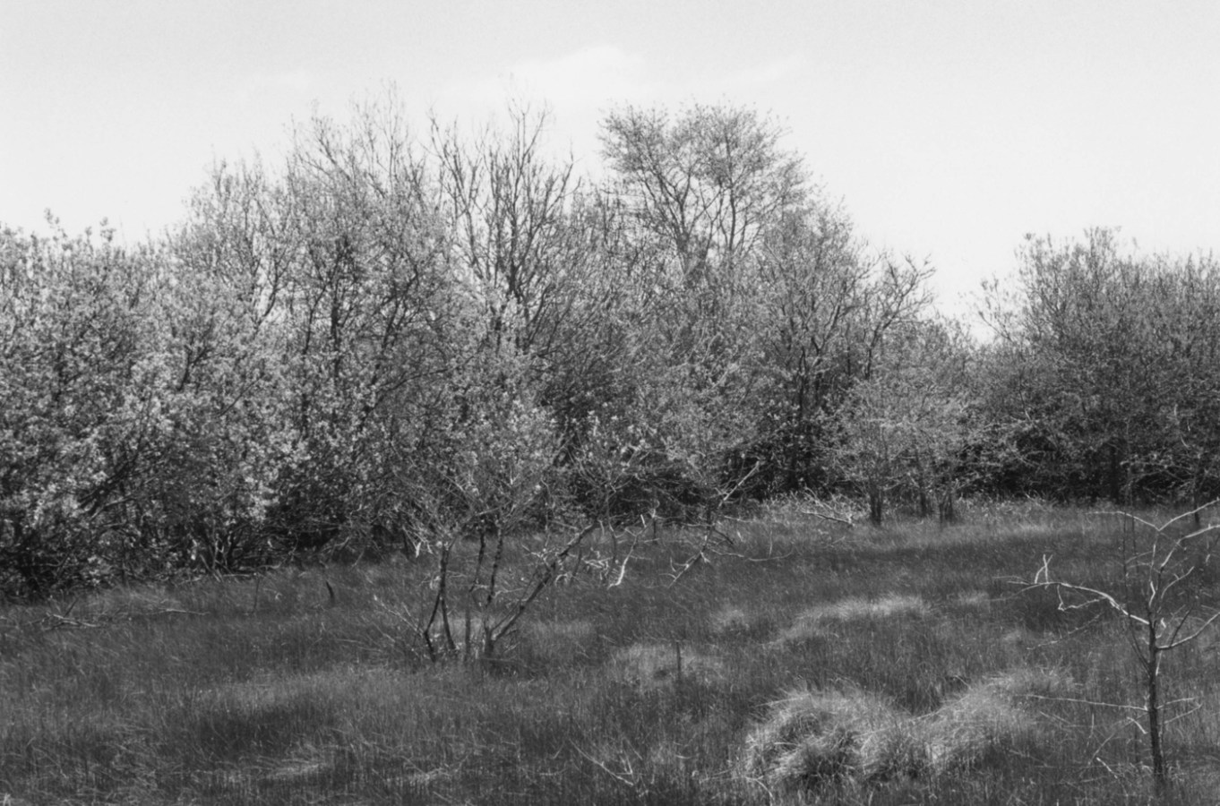 Black-and-white photograph of a line of trees