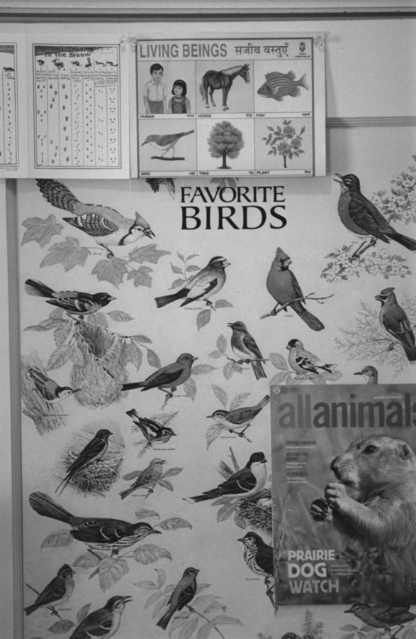 black-and-white vertical photo of a poster showing different species of birds and other nature imagery