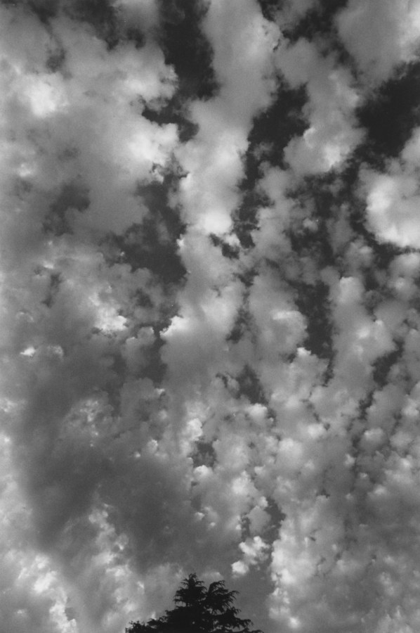 black-and-white vertical photo of clouds and the tip of a tree top