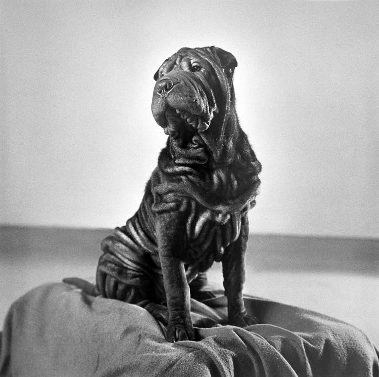 Black-and-white photograph of a seated dog with a wrinkled face and coat