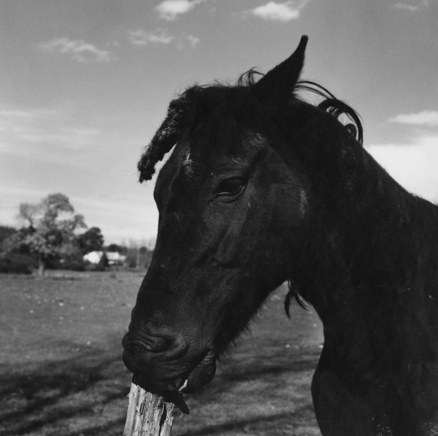 Black-and-white photograph of a dark horse chewing on a wooden fencepost with a pasture in the background