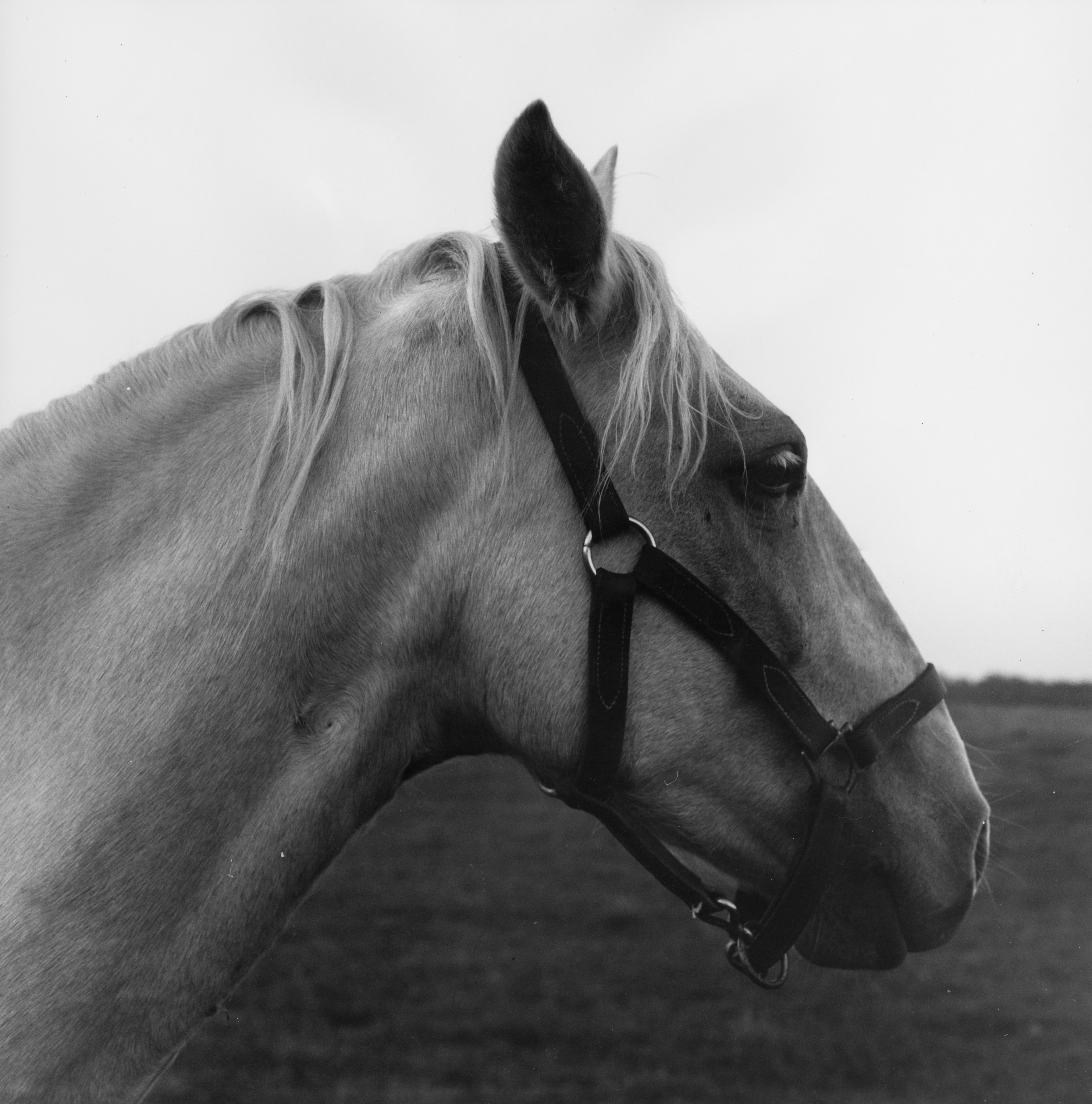 Black-and-white photograph of a palomino horse's head in profile