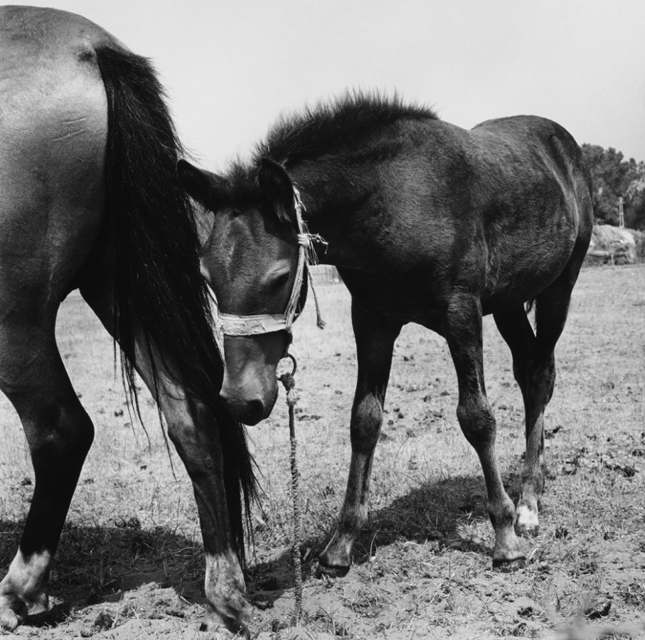 Black-and-white photograph of a foal in a harness following its mother's tail