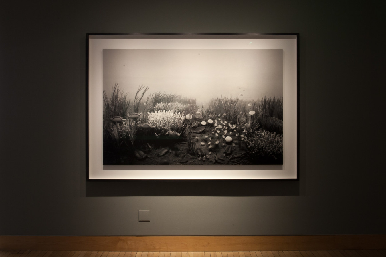 Color image of a large framed black and white photograph of an underwater scene on grey gallery wall