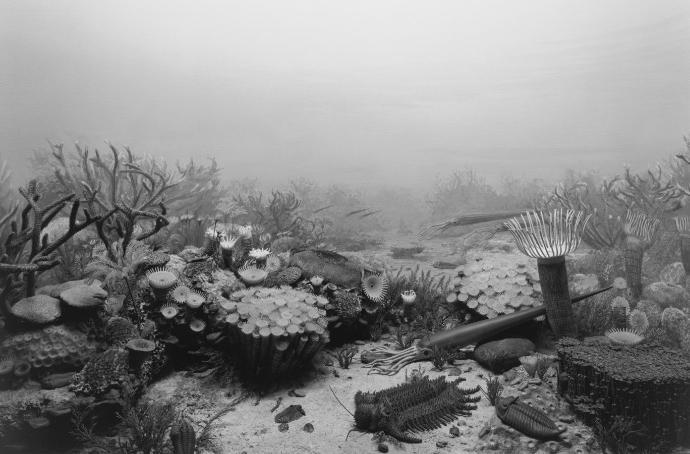 Black and white photograph of a diorama of ocean seafloor with various sea creatures