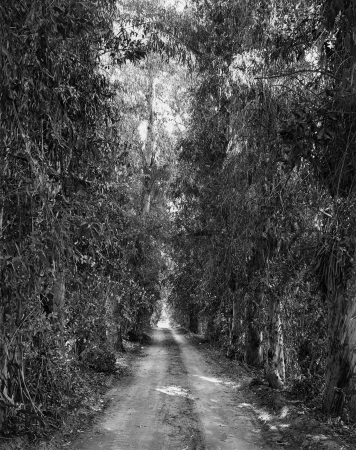 Black and white photograph of a road through tall eucalyptus trees.