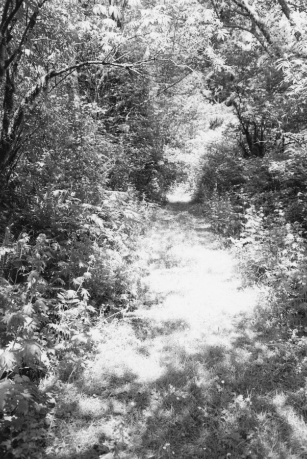 Black and white photograph of a grassy pathway surrounded by trees and brush