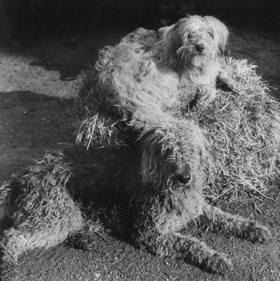Black and white photograph of two dogs with shaggy and curly coats lying on a hay bale