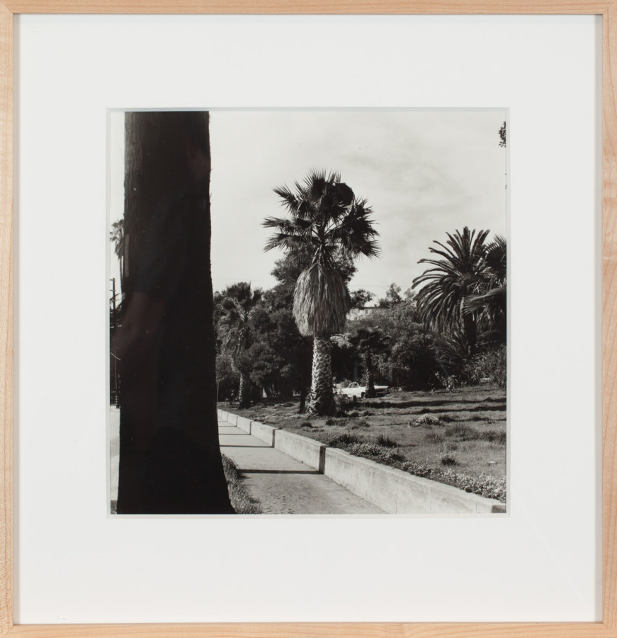 Framed black and white photograph of a palm tree next to a road.