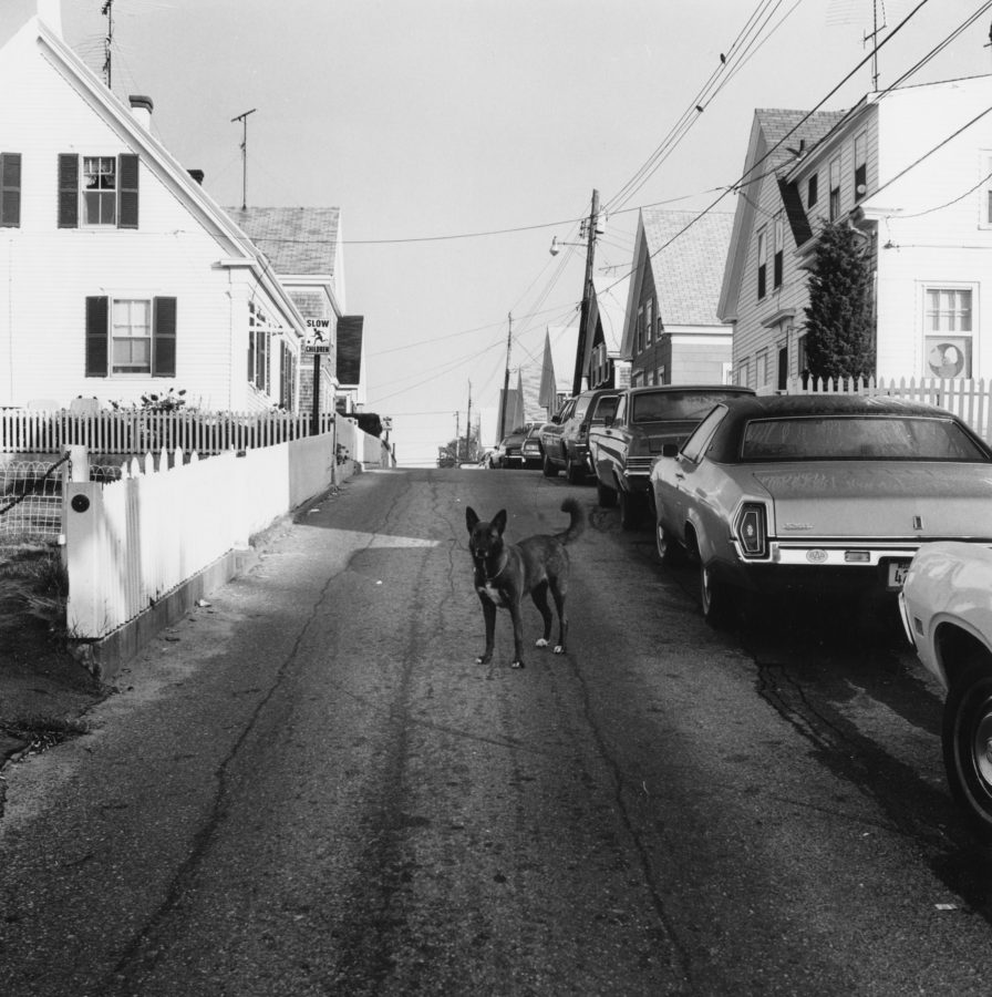 Black and white photograph of a dog in an empty residential street.