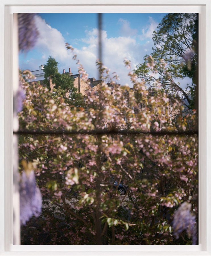 A framed photograph of a pink flowering bush, as seen through a window