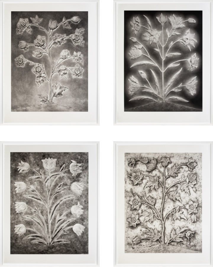 Four framed photogravures of flowers in a grid