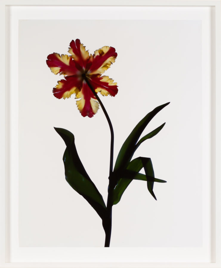 Image of a red and yellow flower with green leaves and stem on a white background