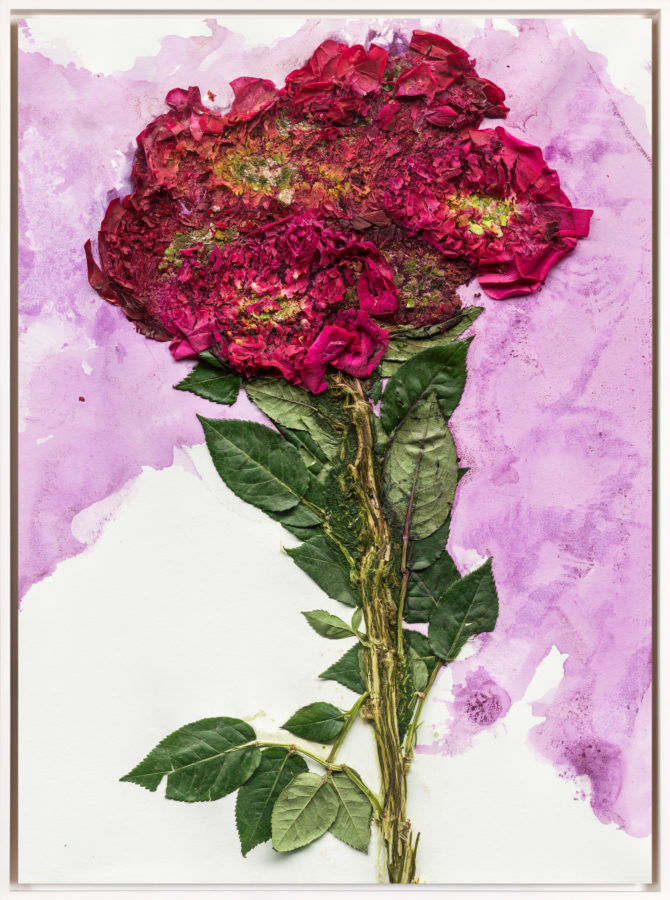 Image of crushed red flowers and green leaves, with purple dye from the flowers staining a white background