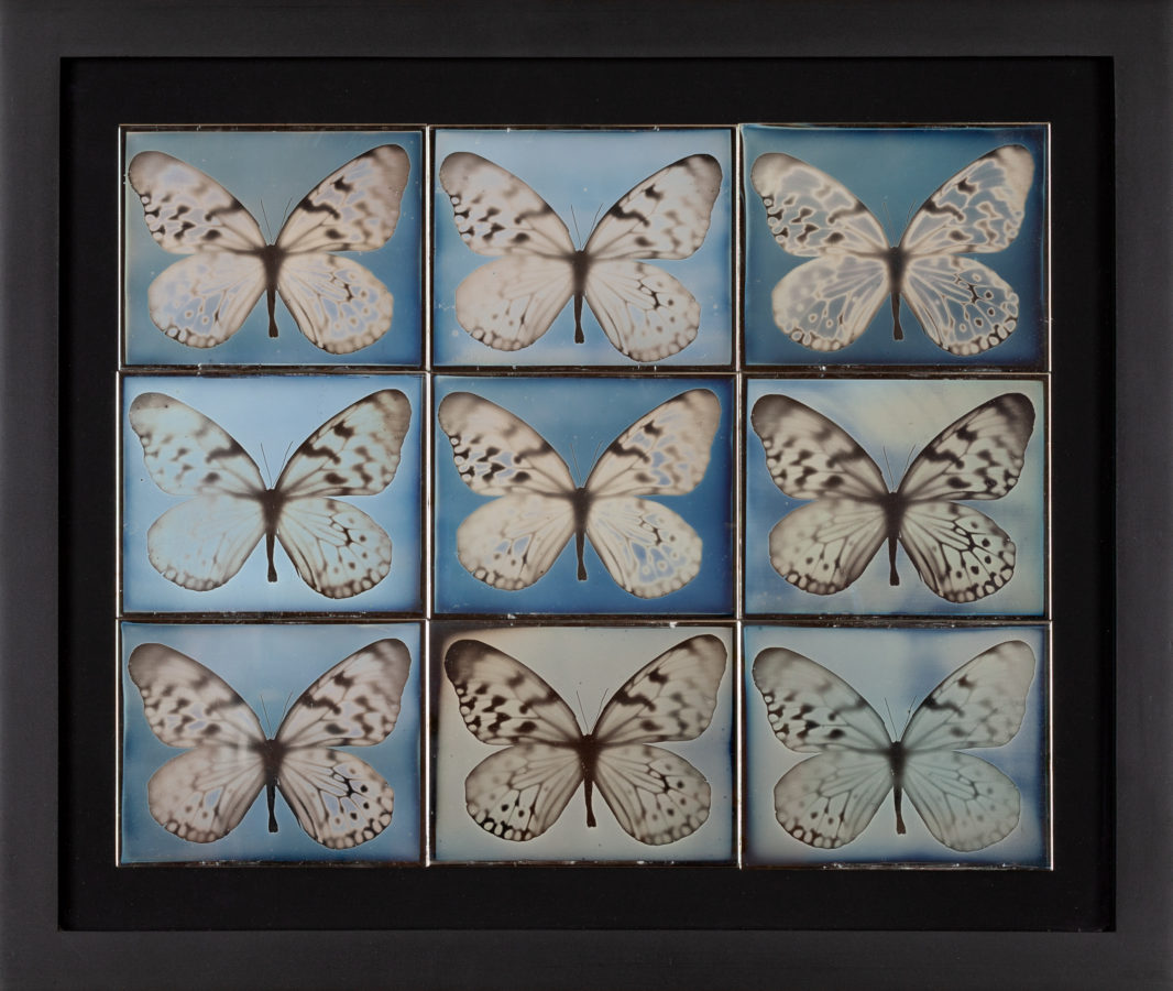 Framed daguerreotypes in a grid of nine panels, each containing a single butterfly