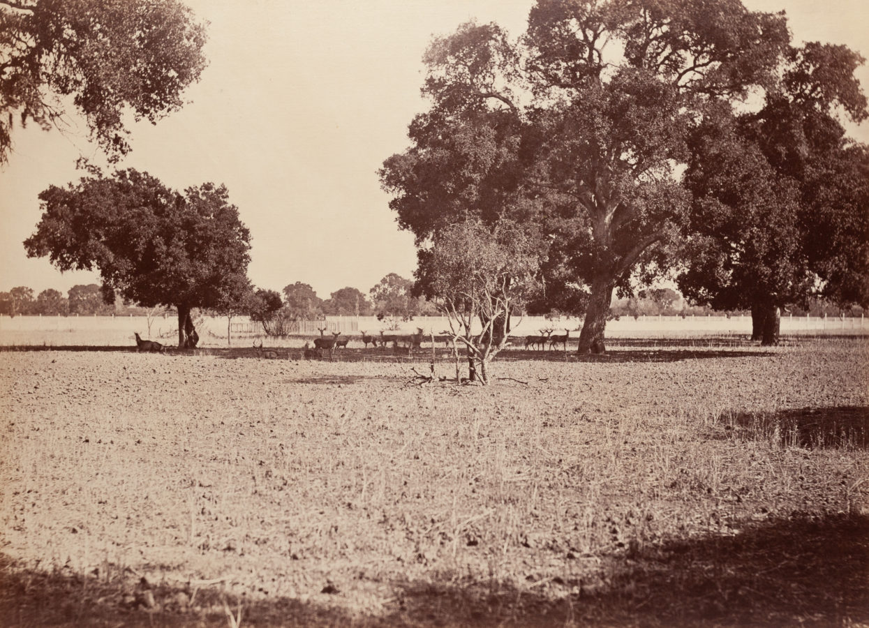 Ninteteenth century photograph of deer standing in the shade of a grove of trees