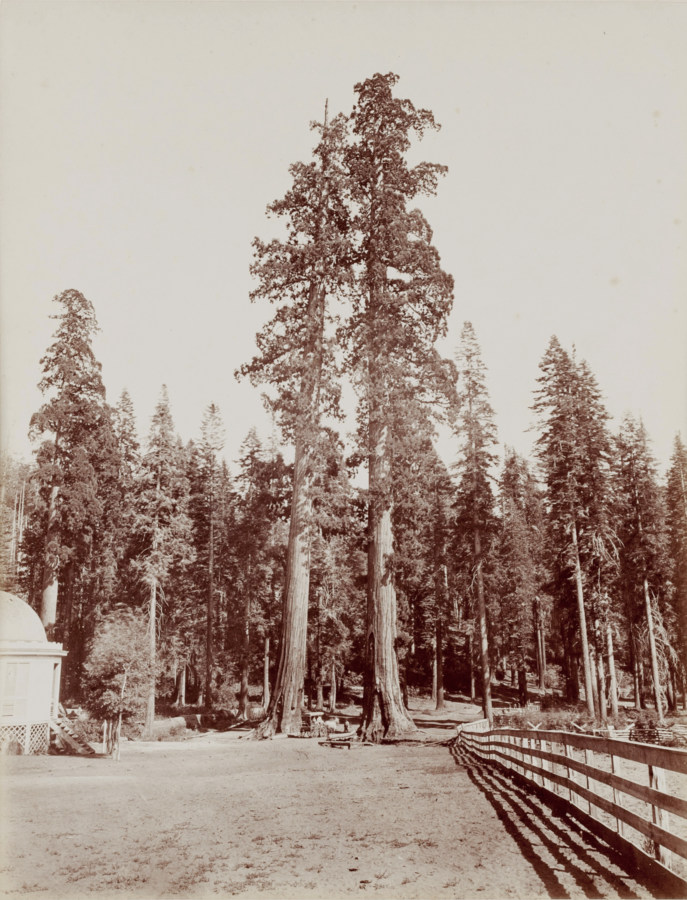 Ninteteenth century photograph of two tall trees in front of a smaller forest of trees in the background