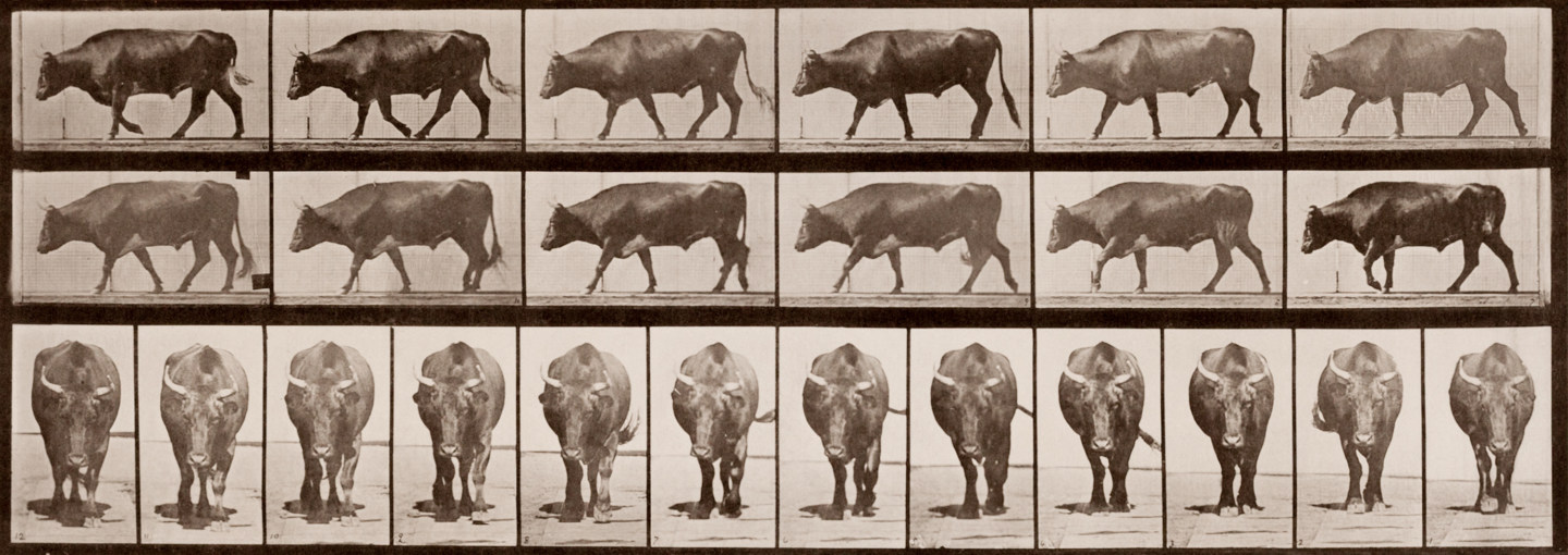 Sepia toned photograph with a grid of 12 panels showing an ox walking in profile, and another 12 showing an ox walking head on.