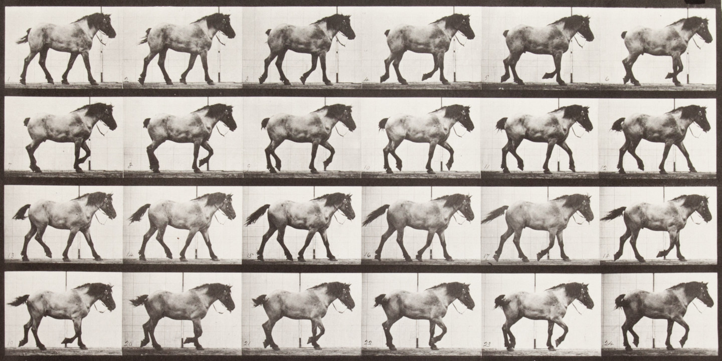 Sepia toned photograph with a grid of 24 panels showing walking horse.