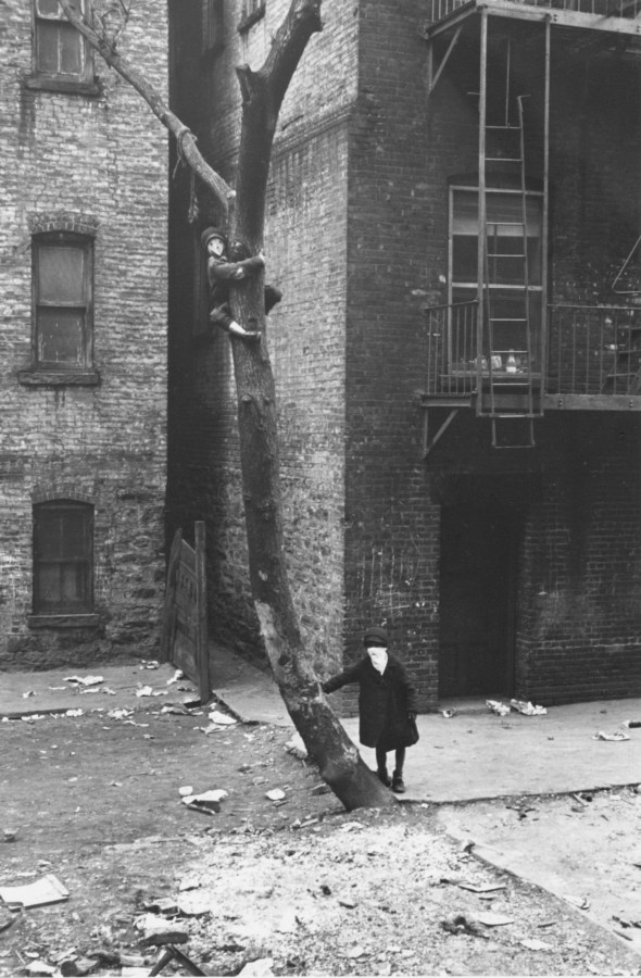 Black-and-white photograph of a tall, curved tree, with one boy climbing near its top, and another leaning against its trunk at the bottom.