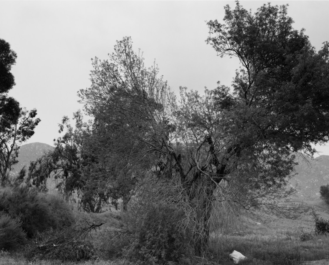 Black-and-white photograph of trees against a slate grey sky