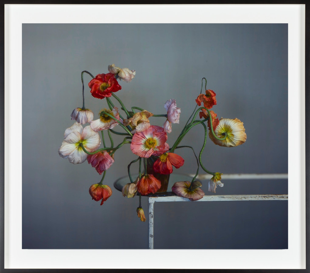 Color photograph of a bouquet of poppies at the edge of a lucite table.