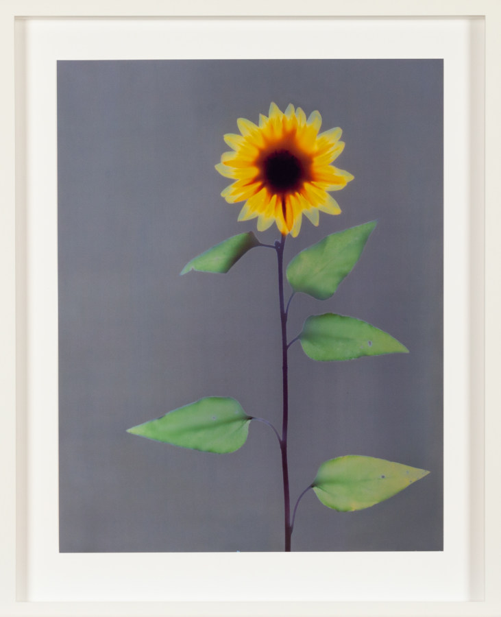 Framed color photogram of a single sunflower on a metallic background
